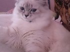 Свежее фото Вязка Красивая кошечка ищет котика для вязки 38305313 в Барнауле