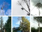 Смотреть изображение  Спил аварийных опасных деревьев 66237278 в Белгороде
