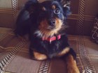 Новое foto Вязка собак ищем кабеля шпица или той-терьера со шпицем 66517985 в Белгороде