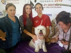 Свежее изображение Услуги для животных Стрижка собак и кошек в салоне ELVIS 68235560 в Белгороде