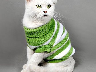 Скачать бесплатно фото  Вязаная одежда для кошек и котиков и также не крупных пород собак, 70351520 в Белгороде