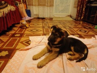 Продам чистокровного щенка немецкой овчарки,девочка 2 мес,  Не большой торг в Белгороде
