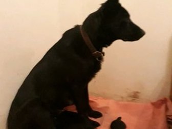 Продажа черных щенков немецкой овчарки, рожденные 10 декабря, занимаемся разведением 10 лет, у нас три поколения собак, вы увидите каким выростит ваш щенок, собаки в Белгороде