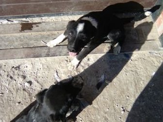 Пропала собака,в районе К, Заслонова 201,может находиться в районе Игуменки,К, Заслонова,просьба кто знает место нахождения или найдёт сообщить, Нашедшему вознаграждение, в Белгороде