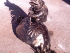 Новое фотографию  Лягушка-Царевна на камне с кувшинкам,из металла, 37972178 в Краснодаре