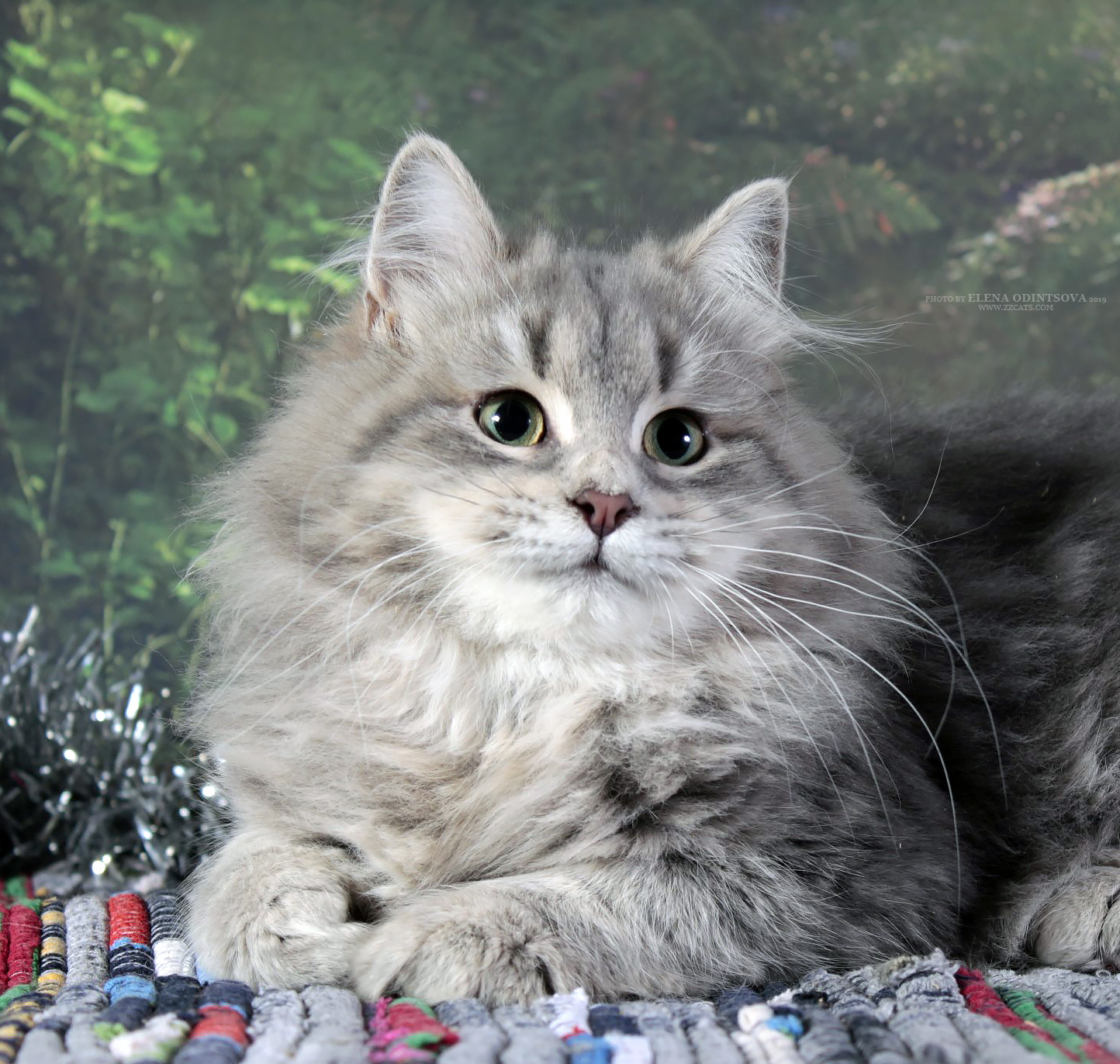 сибирский котенок 5 месяцев фото