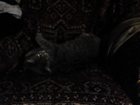 Скачать бесплатно foto  кошка ищет котика 34169837 в Екатеринбурге