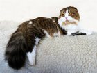 Просмотреть фотографию Вязка Красавец кот ищет красивую кошку 34513174 в Екатеринбурге