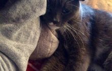 Найден серый кот