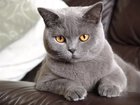 Свежее фотографию Вязка кошек нужен кот для вязки британской дамы 70206063 в Ельце