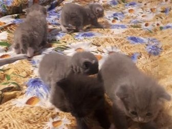 Котята от британской кошки, глаза открылись, недавно научились ходить,  5 котят, в Гатчине