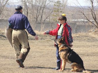 Скачать изображение Услуги для животных Дрессировка собак, 33421601 в Хабаровске