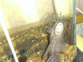 Увидеть foto Аквариумные рыбки Обменяю 33954874 в Хабаровске