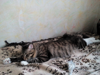 Новое foto Приюты для животных Отдам кота в добрые руки 39405784 в Хабаровске