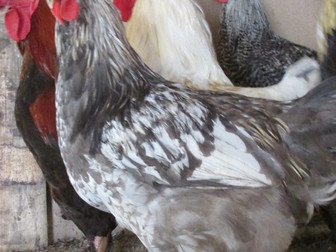 Смотреть фотографию  яйцо инкубационное куриное 68632313 в Хабаровске