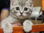 Смотреть изображение Отдам даром Срочно отдам британского котенка за шоколадку) 33095458 в Иваново