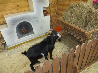 Просмотреть фотографию Другие животные Камерунский козел 32763806 в Иваново