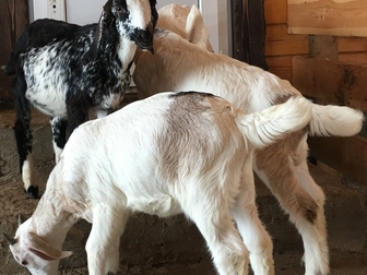Уникальное фотографию Другие животные Поставка козлят англо-нубийской породы 38953717 в Иваново