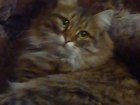 Смотреть фотографию Вязка Нужен красивый котик, 32572015 в Ярославле