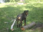 Уникальное фото Вязка собак сука ротвейлера ищет жениха 34412345 в Ярославле