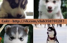 Сибирской хаски щеночков разных окрасов