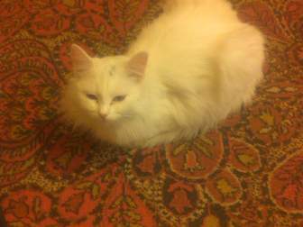 Свежее изображение Вязка кошек Кошечка ищет своего принца 54342920 в Ярославле