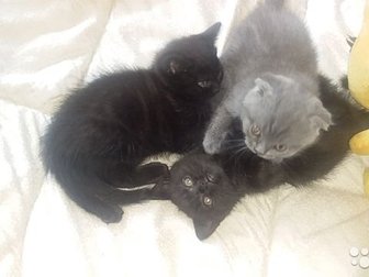 Продаются британские котята 3 девочки(2 черненькие и одна голубая), родились 04, 04, 20, кушают сами, ходят в лоток, Осталась 1 черная девочка в Ярославле
