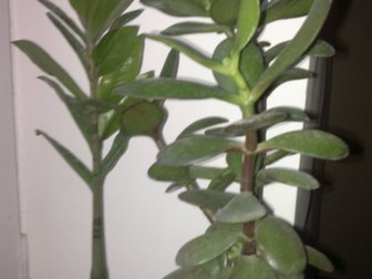 Увидеть foto Растения Денежное дерево, долларовое дерево 32839252 в Элисте