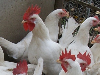 Уникальное фотографию Аренда жилья Продаю цыплят Леггорн 34960259 в Энгельсе