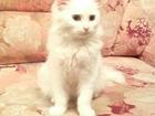 Смотреть фото Найденные Найдена белая кошка 37596370 в Калининграде