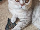 Новое фотографию  Вязка кота, Вислоухий шотландец, очень красивый окрас- светлый шоколад с белым, Не вязался, 67742665 в Калининграде