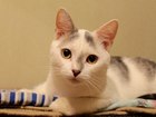 Смотреть фото Отдам даром - приму в дар Симпатичный юный котик Болтик, в добрые руки 66515076 в Калуге