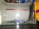 Скачать бесплатно фотографию  Отдам крыса (мальчик) и аквариум к нему в Кемерово, 33968144 в Кемерово