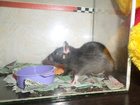 Скачать бесплатно foto Грызуны Отдам крыса (мальчик) и аквариум к нему в Кемерово, 33968466 в Кемерово