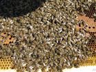 Свежее изображение Разное пчелопакеты карпатка 34597874 в Самаре
