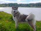 Свежее изображение Вязка собак Ищем для вязки кобеля аляскинского маламута 37721535 в Кемерово