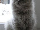 Просмотреть фотографию  Хайленд страйт - очень красивый котенок 32397759 в Краснодаре