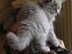 Скачать бесплатно foto  породистый котенок хайленд страйт 32451056 в Краснодаре