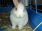 Увидеть изображение  Карликовый кролик 32908871 в Салавате