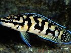 Увидеть фото  Аквариумная рыбка юлидохромис масковый (мальки) 33272547 в Краснодаре