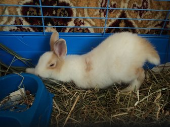 Просмотреть фотографию  Карликовый кролик 32908871 в Салавате