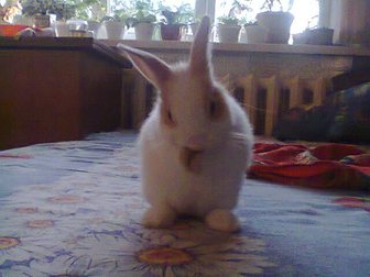 Просмотреть изображение  Карликовый кролик 32908871 в Салавате