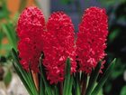 Скачать бесплатно фотографию  Гиацинт цветок от 1 шт, 34393007 в Красноярске