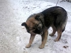 Свежее фотографию Продажа собак, щенков Отдам щенка в добрые руки 38626111 в Красноярске