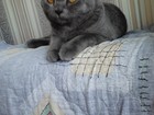 Уникальное foto Потерялись животные Потерялся кот Дымок 3 года серый британец 69850749 в Красноярске