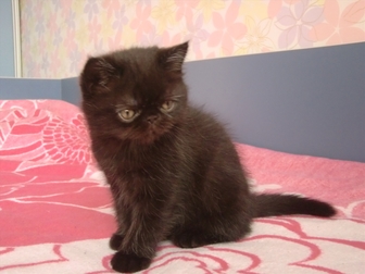 Скачать бесплатно foto Другие животные продам котенка экзота 35587095 в Красноярске