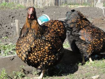 Просмотреть foto Птички Цыплята Виандот и инкубационное яйцо, 35932018 в Красноярске