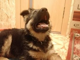 Продам щенка немецкой овчарки, кобель, родился 9 ноября,  Стоит одна прививка, Мама с папой на последних двух фото в Красноярске