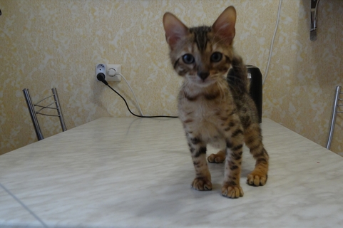 Бенгальские Котята Купить В Красноярске Цена Фото Бенгальские Котята Купить В Красноярске Цена Фото