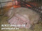 Скачать бесплатно фотографию  Поросята на доращивание 34248831 в Клинцах